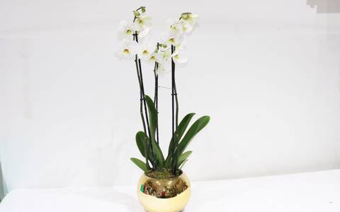 White Orchid Golden Vase