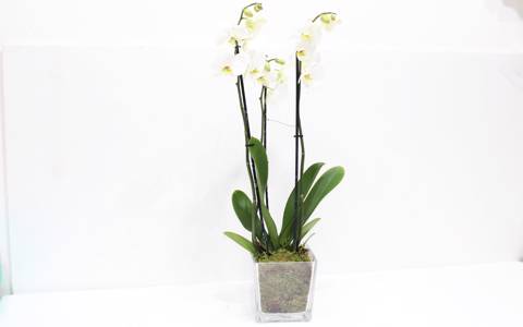 White Plant Clear Vase