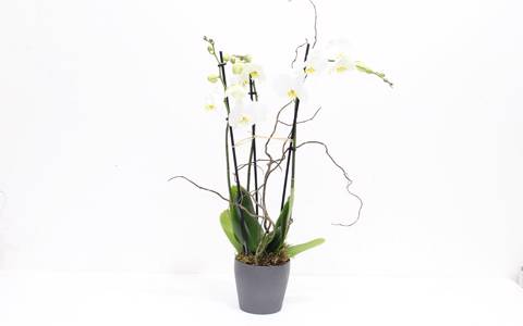 White Plant Ceramic Vase