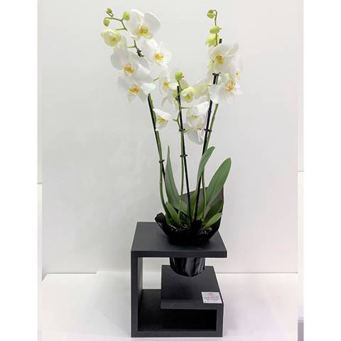 Orchids with Wooden Vase