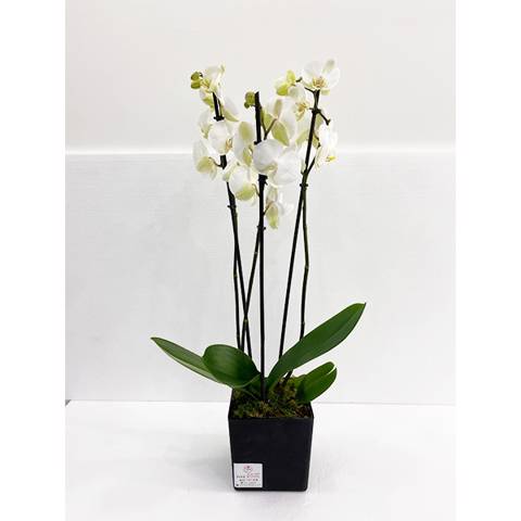 Orchids Black Vase