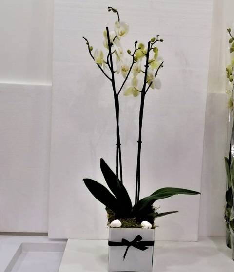 White Orchids Vase