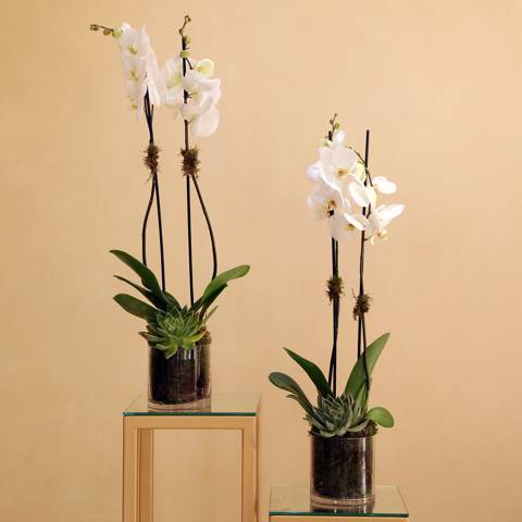 2 Cylindrical Orchid Vases