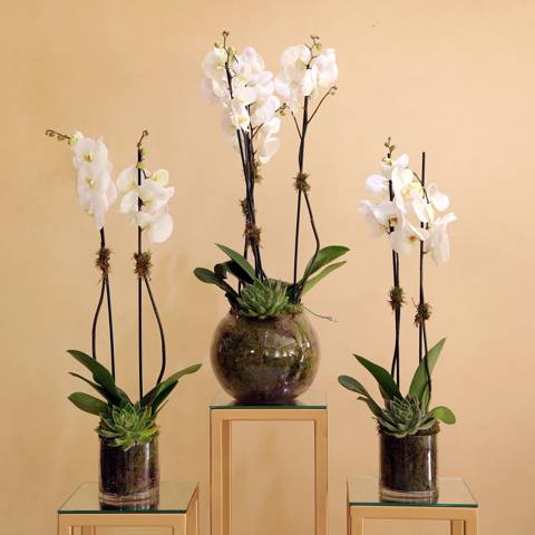 2 Cylindrical & 1 Round Orchid Vases