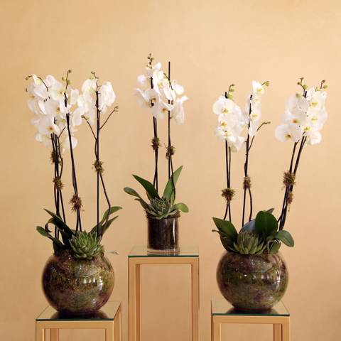 2 Round & 1 Cylindrical Orchid Vases