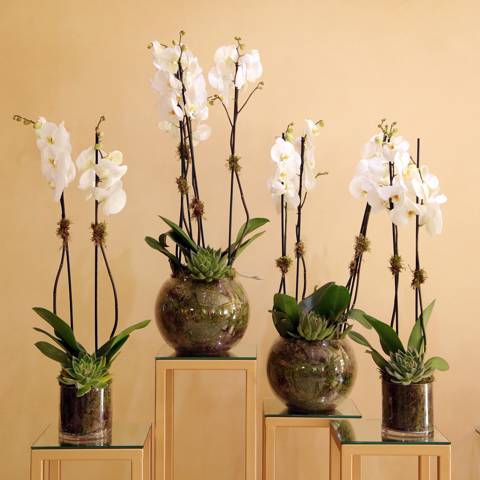 2 Round & 2 Cylindrical Orchid Vases