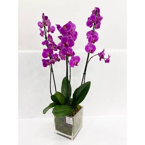 Orchids Transparent Vase