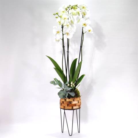 Plant 5