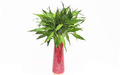 Bamboo Plants Red Vase